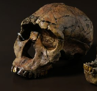 <p>Fossil skull and jawbone of Turkana Boy. (Click on image to view larger.)</p>